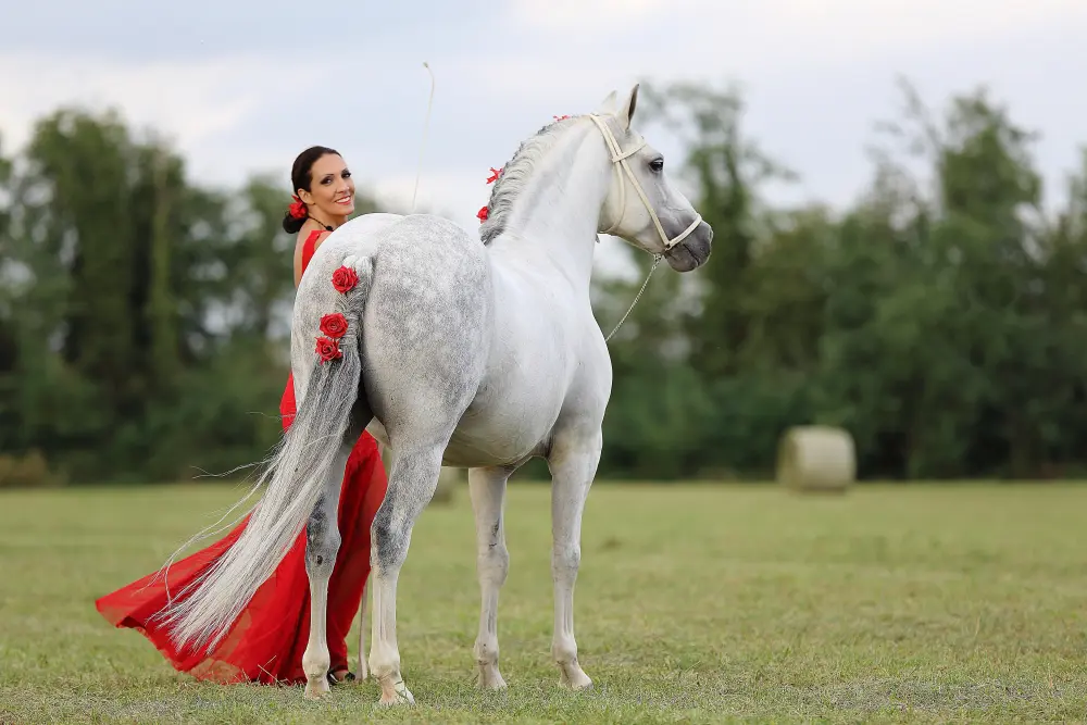 Laura Magic ​Horse S​how gallery 20
