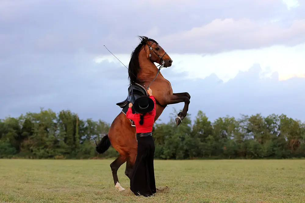 Laura Magic ​Horse S​how gallery 11