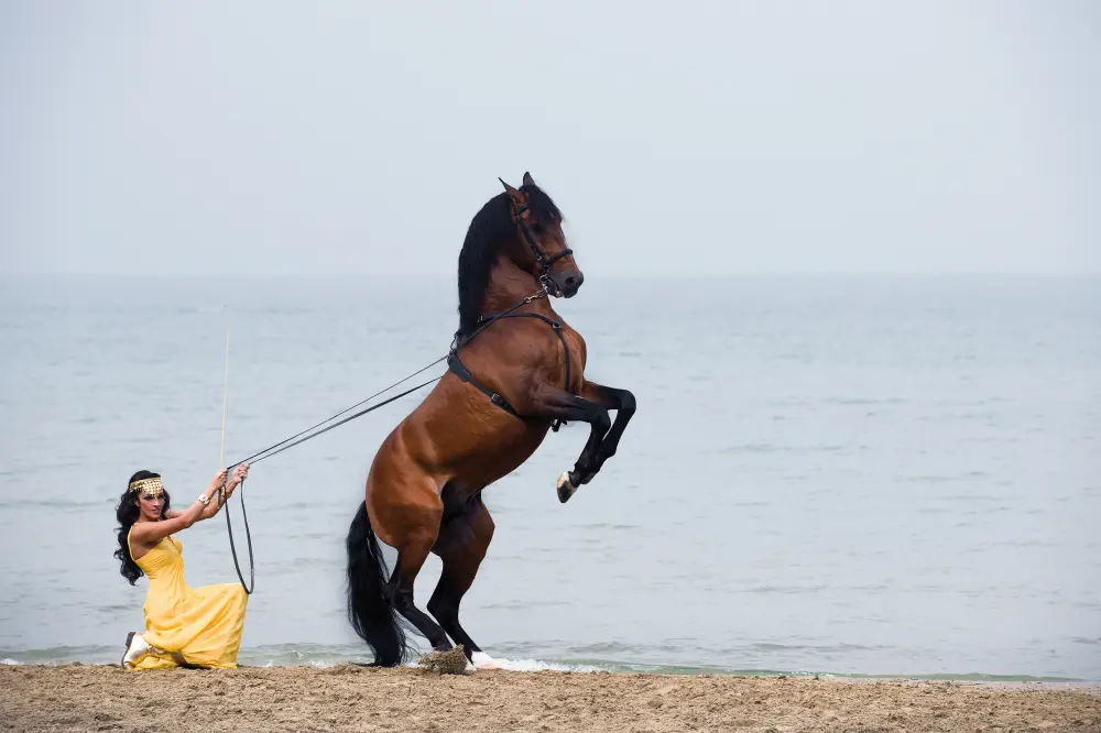 Laura Magic ​Horse S​how gallery 7