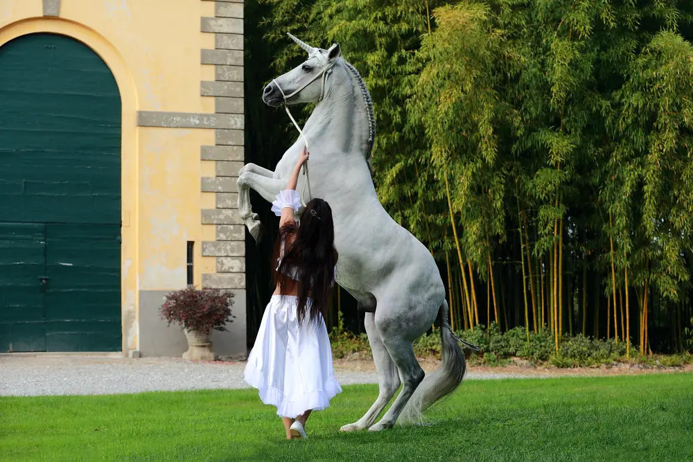 Laura Magic ​Horse S​how gallery 5