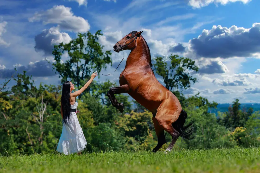 Laura Magic ​Horse S​how gallery 32