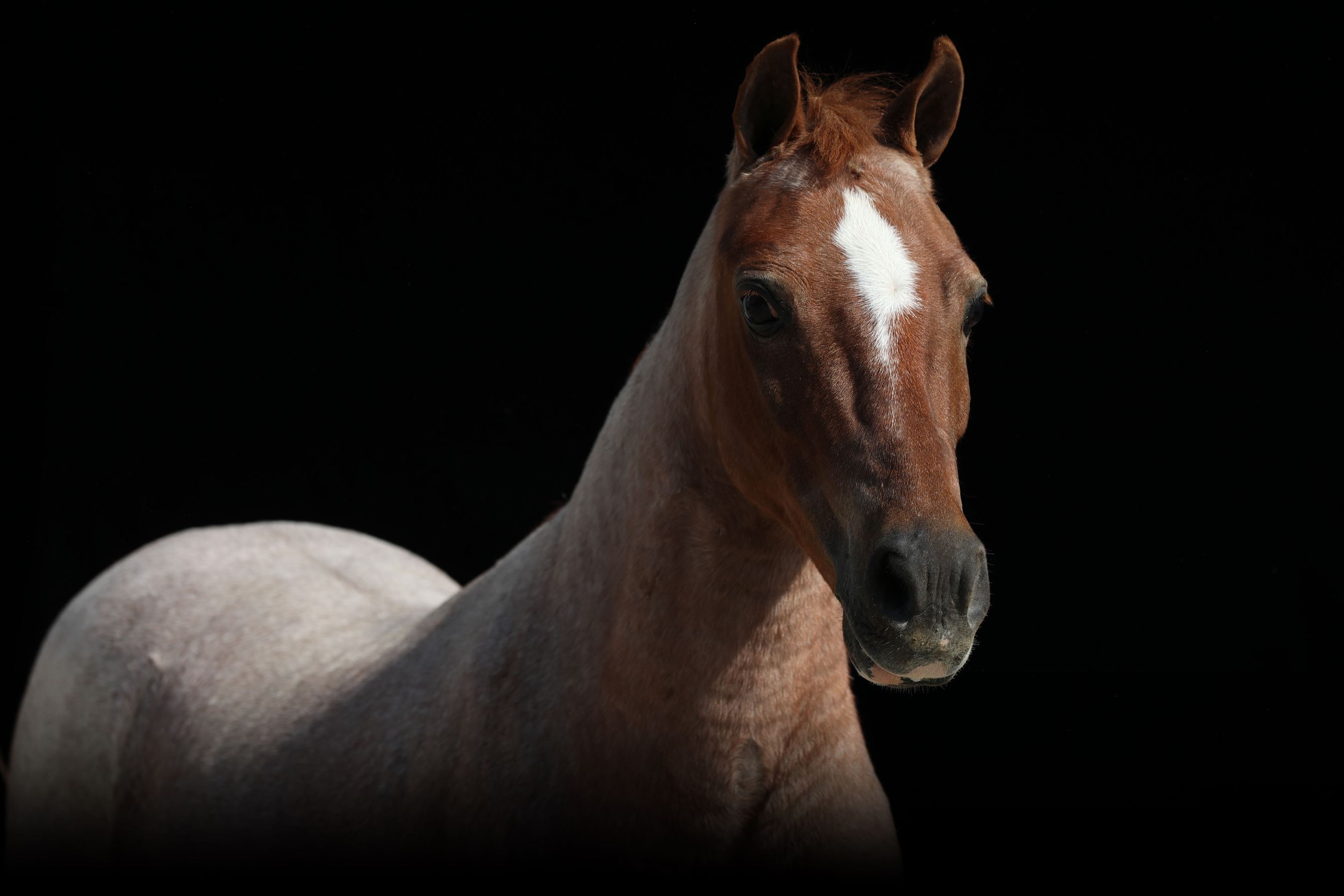 Laura Magic ​Horse S​how gallery 8